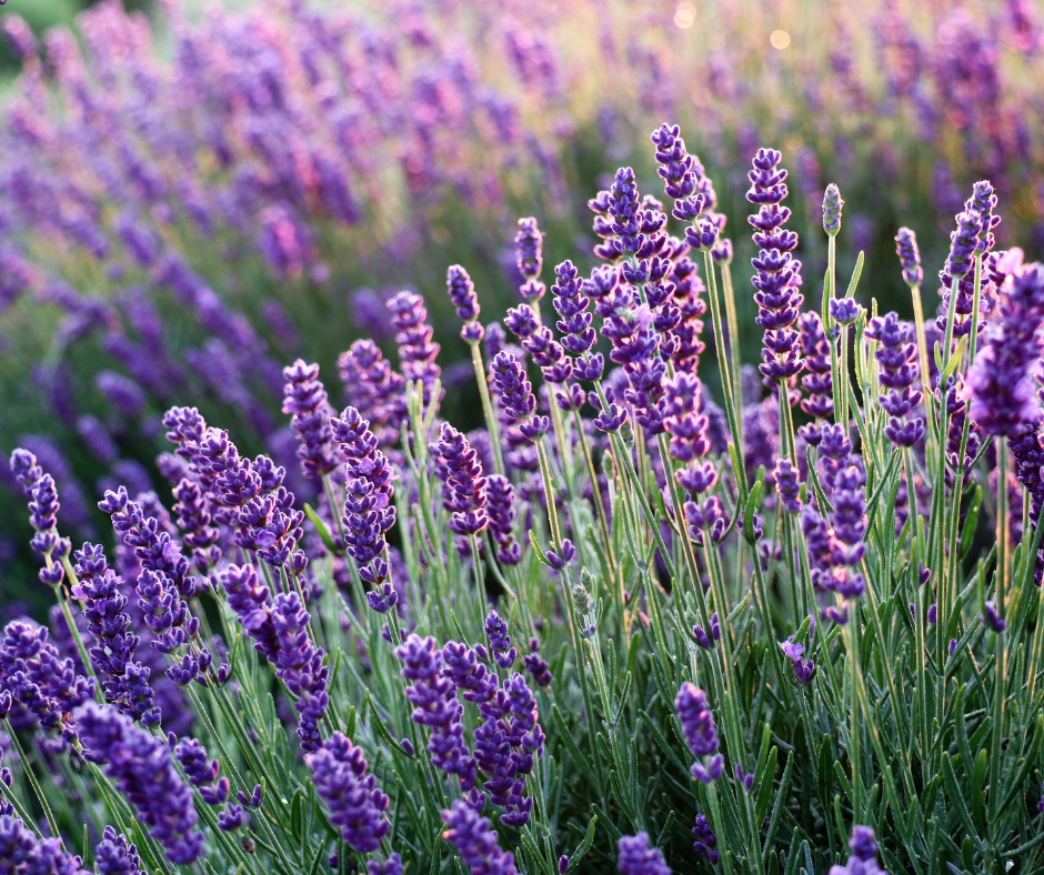 Lavender Oat Ultra Moisturising Face Cream with Ceramides and Collagen