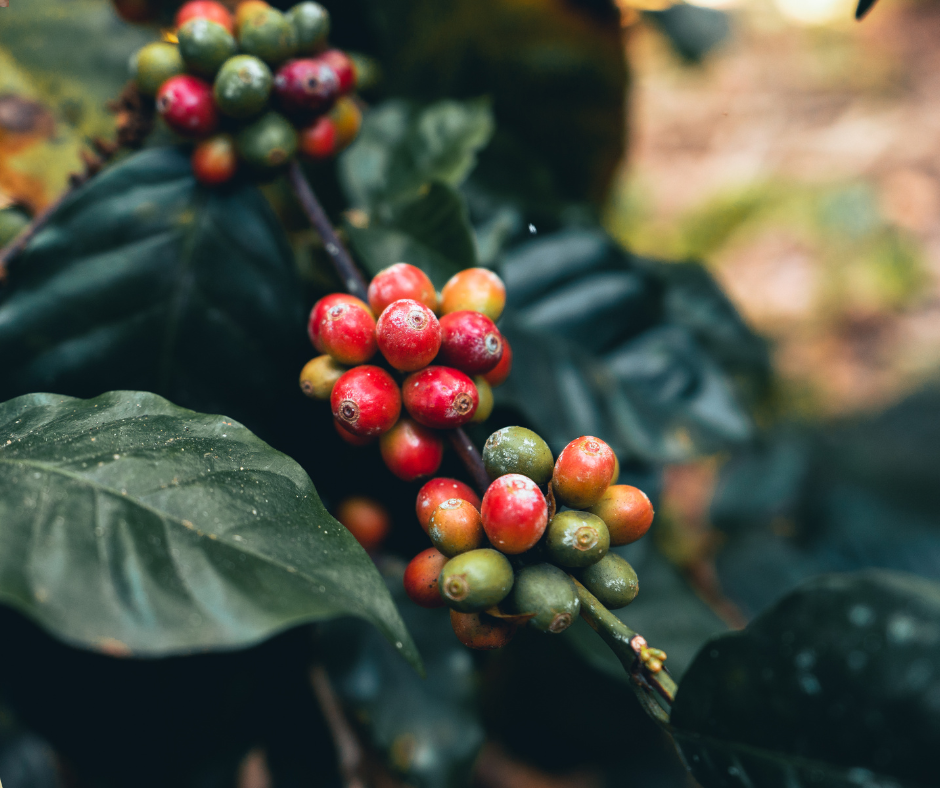 Untitled design - 2024-06-10T123154.572.png