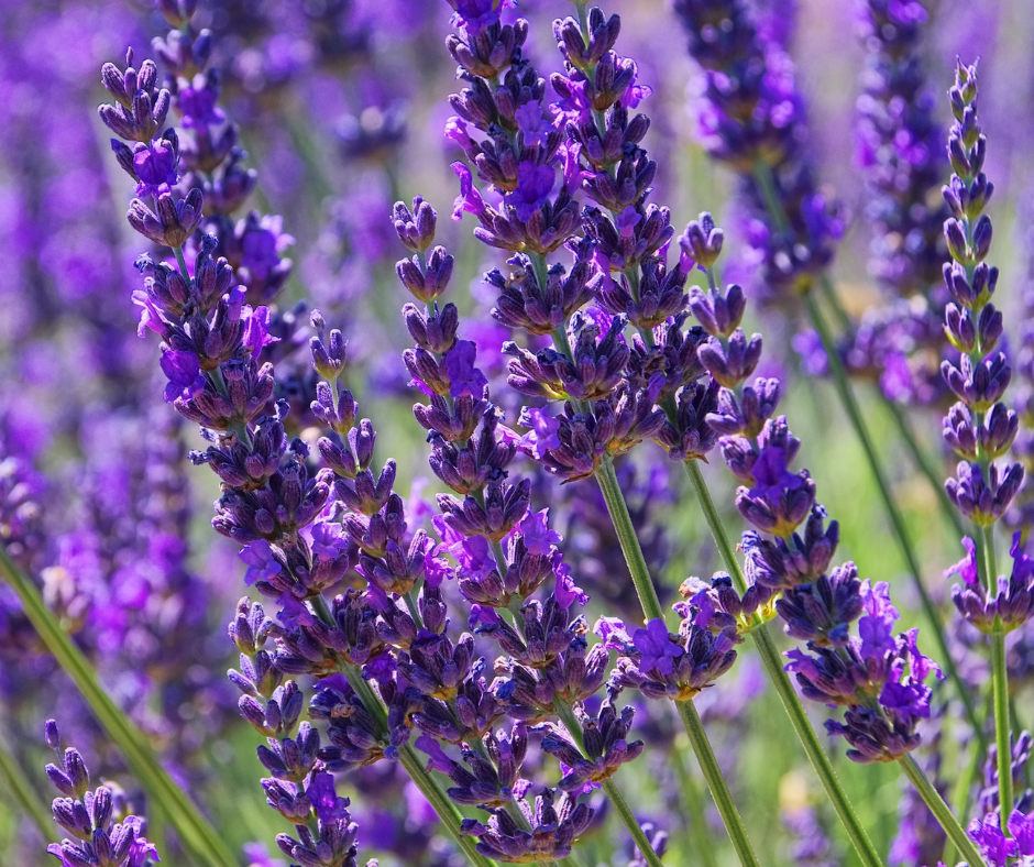 Untitled design - 2024-03-11T111538.555.png