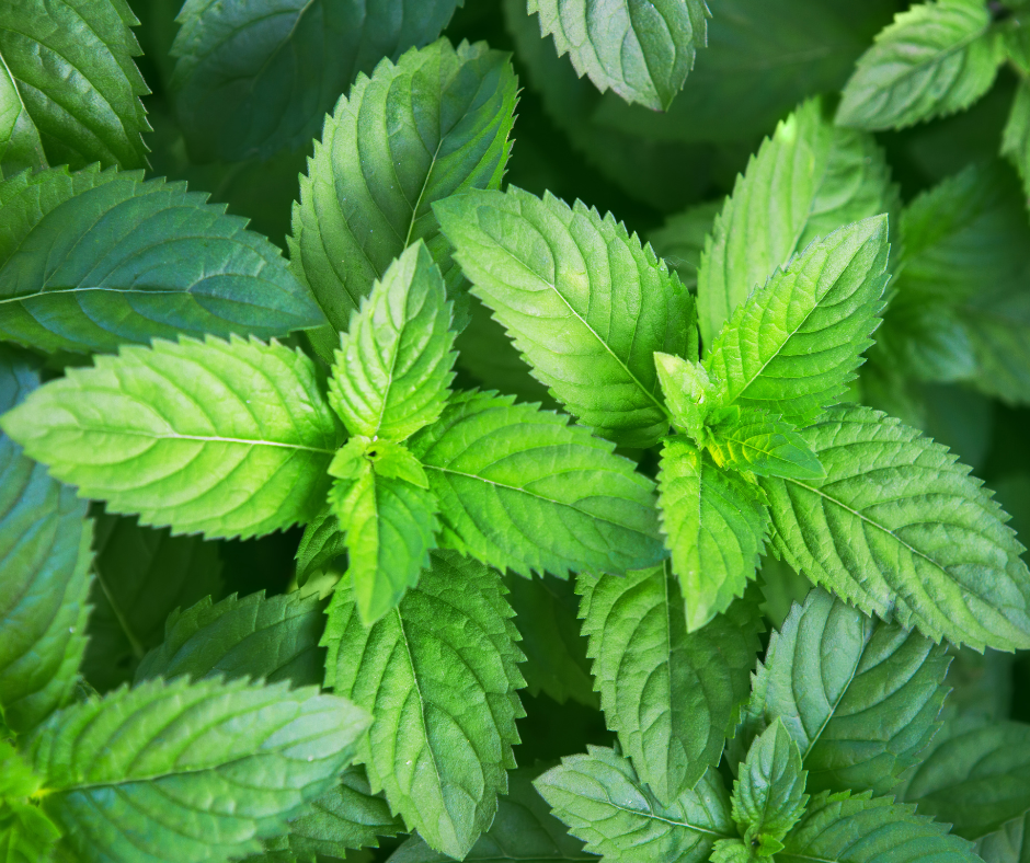 Untitled design - 2023-12-04T121519.904.png