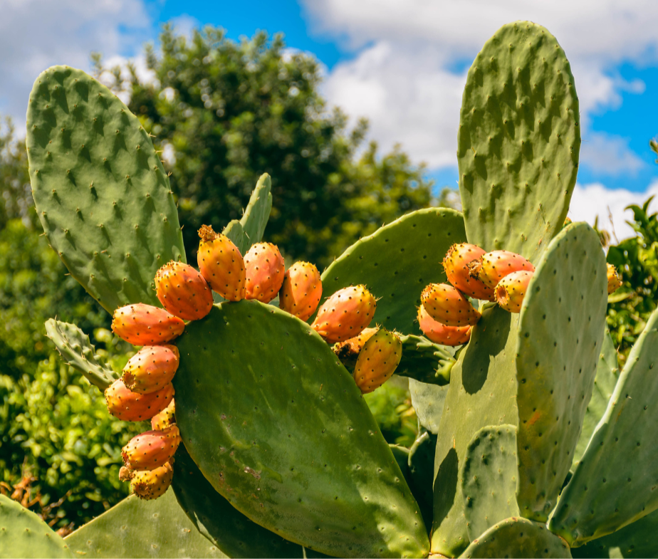 Untitled design - 2024-05-12T194608_edited.png