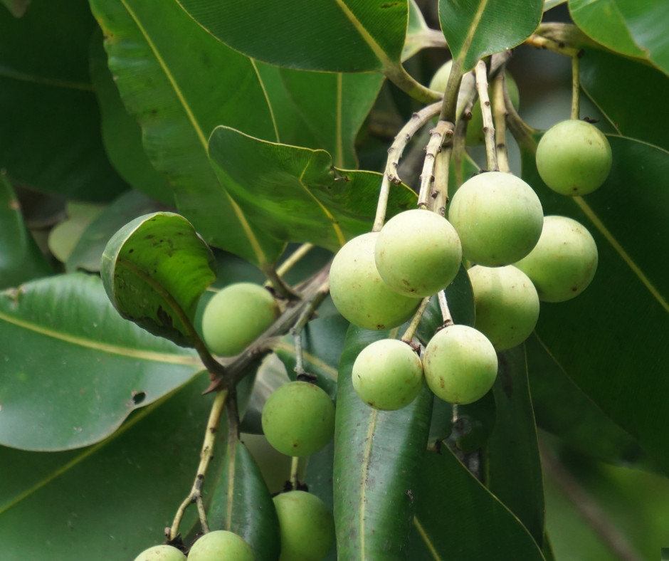 Untitled design - 2024-10-09T171527.558.png