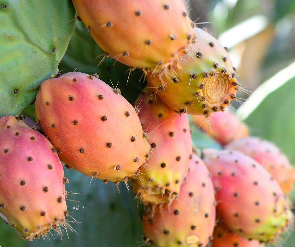 Untitled design - 2024-06-10T123102.653.png