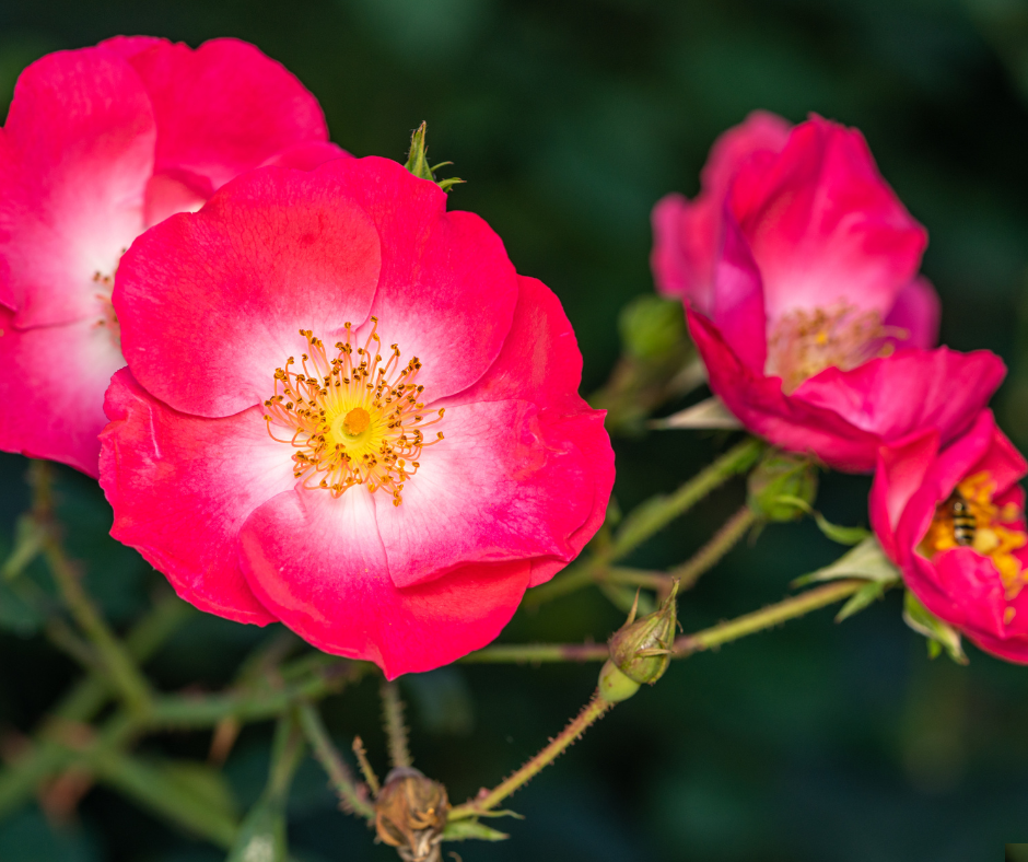 Untitled design - 2024-07-27T165301.910.png