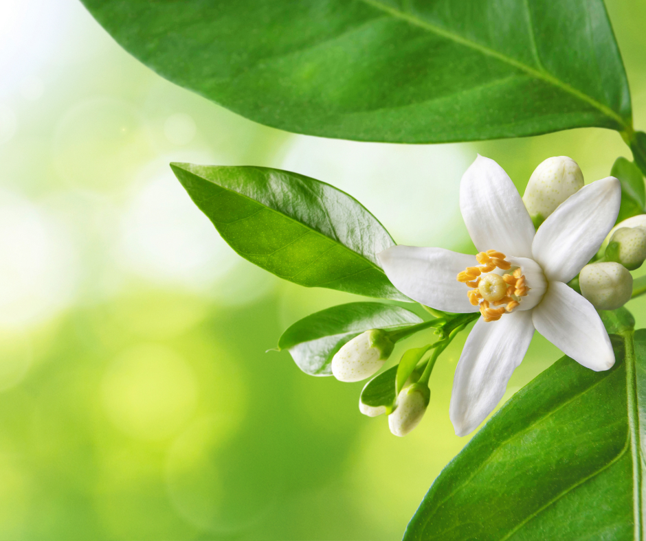 Untitled design - 2024-03-25T183919.250.png