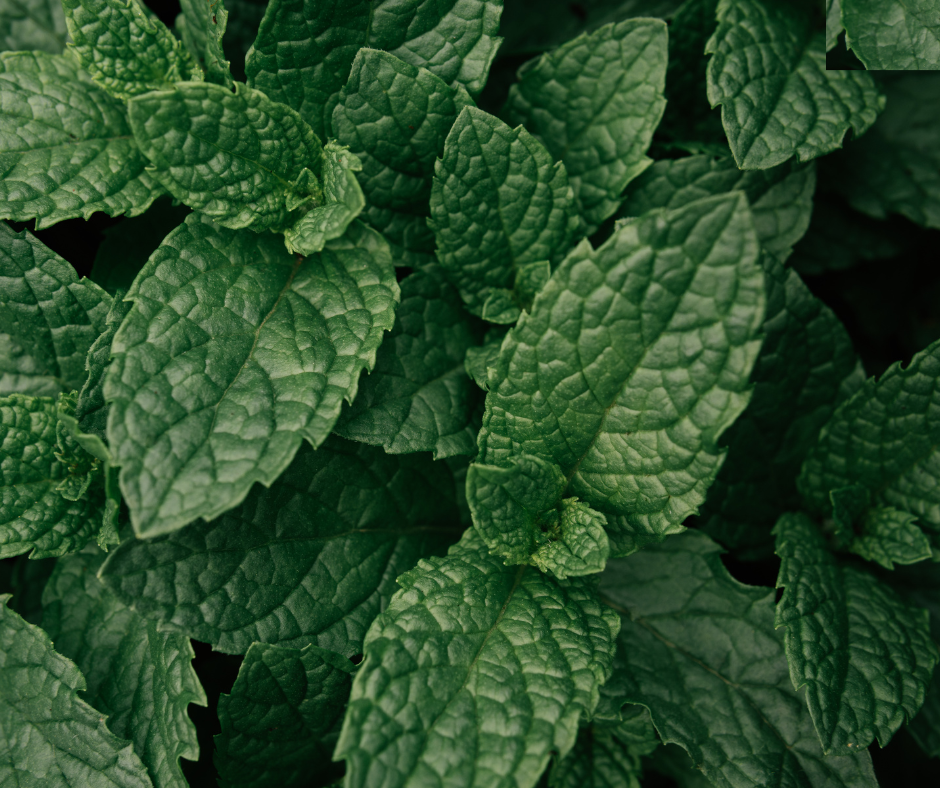 Untitled design - 2024-11-07T083516.454.png