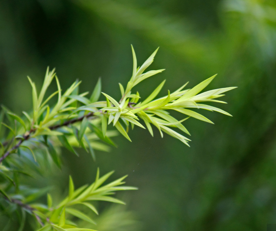 Untitled design - 2024-10-09T171838.289.png