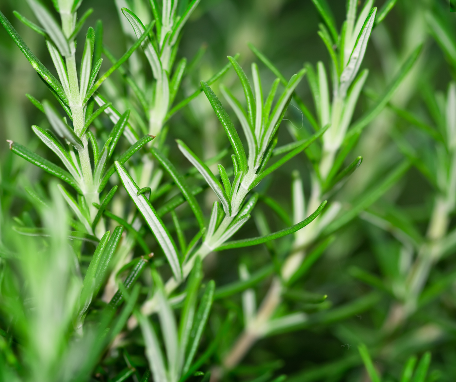 Untitled design - 2024-11-07T083439.816.png